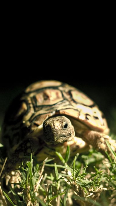 Черепаха