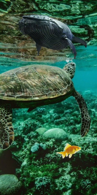 Морская черепаха бисса