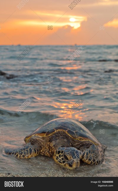 Морская черепаха