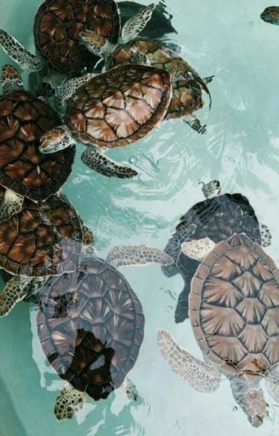 Черепаха Эстетика