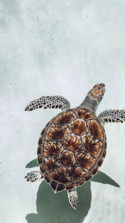 Черепаха обои