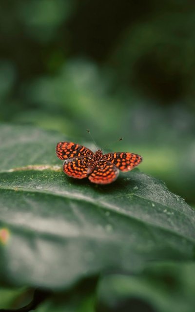 Бабочка макро