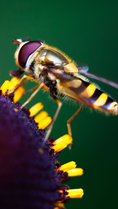 Насекомые макро