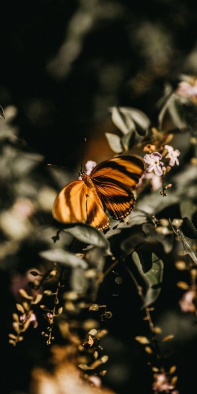 Полосатый мотылек