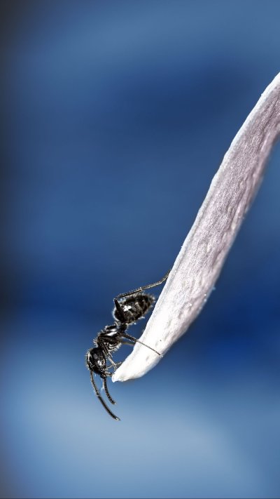 Муравей макро