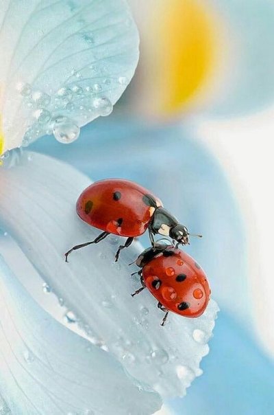 Божьи коровки