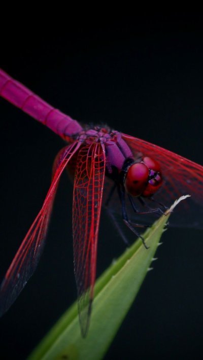 Trithemis Aurora