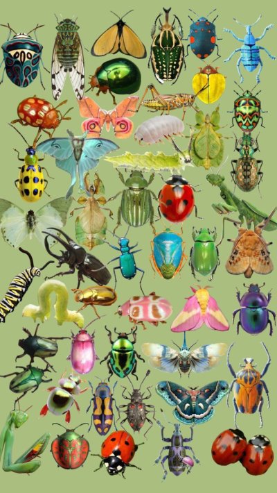 Насекомые (с наклейками)