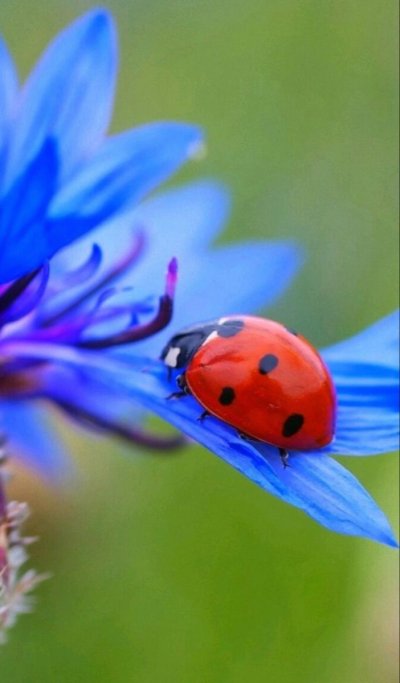 Синие летние цветы