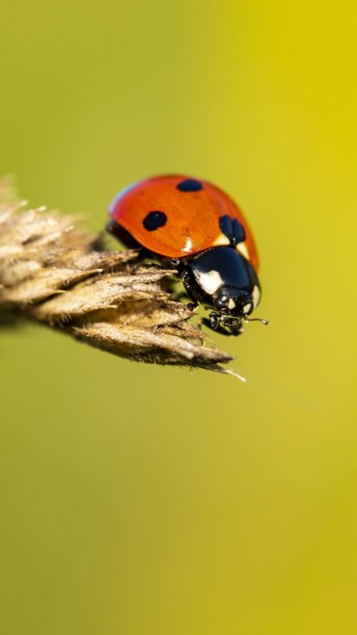 Божьи коровки