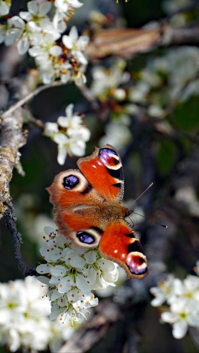 Насекомое веточка