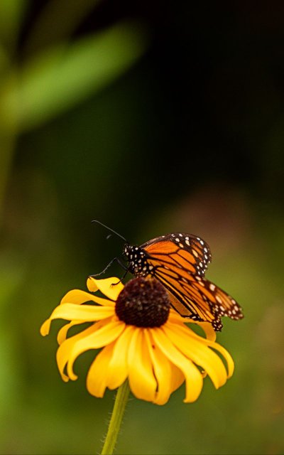 Цветок Крылья бабочки