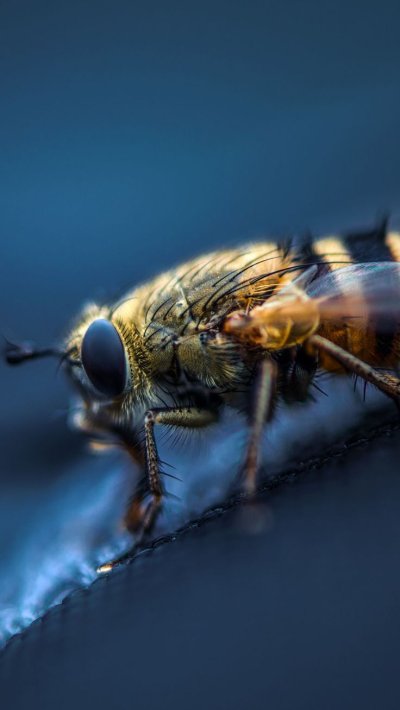 Макросъемка насекомых