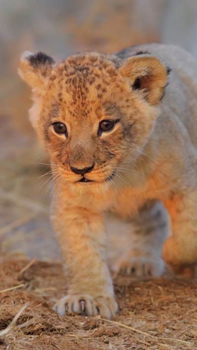 Маленький Львенок