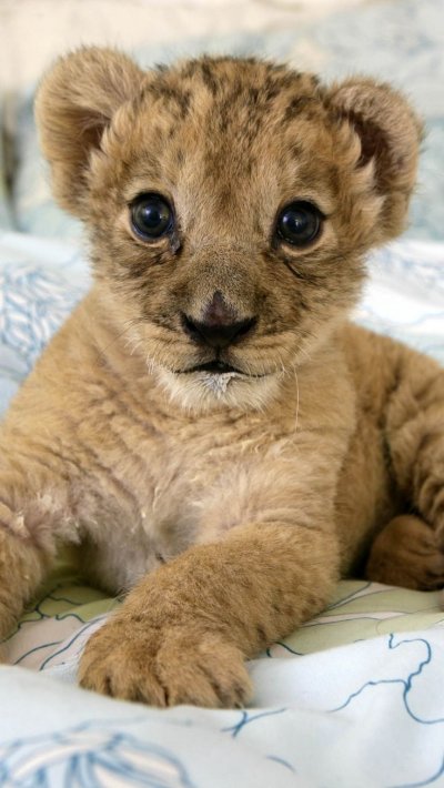 Милые львята