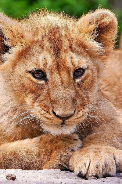Маленький Львенок