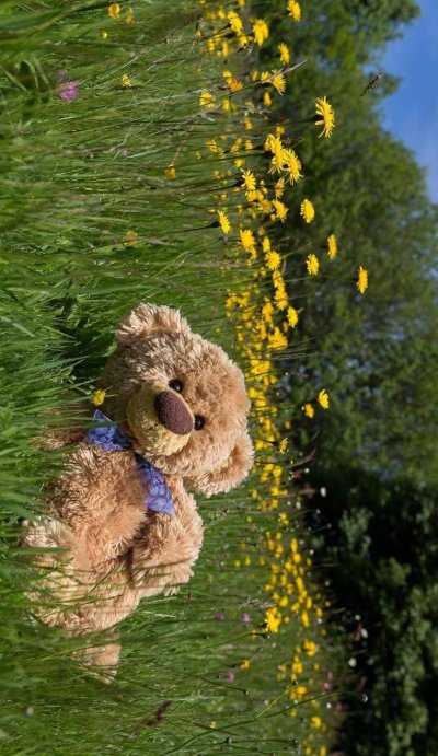 Доброе утро, Медвежонок!