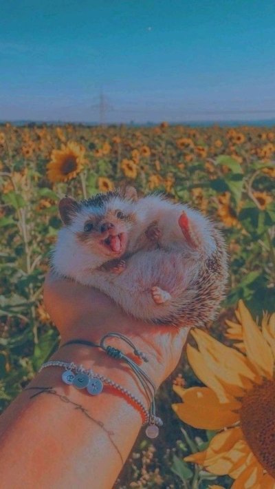 Еж Эстетика