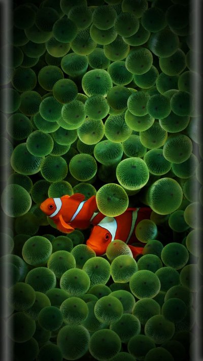 Заставка рыбки