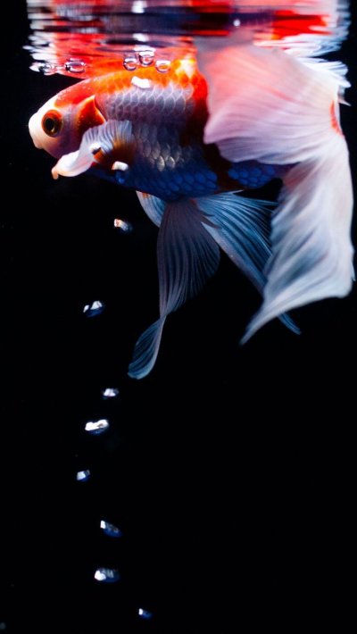 Рыбка петушок вуалехвост