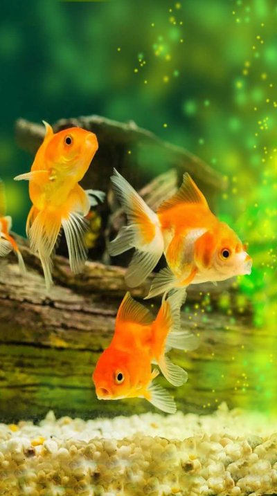 Золотая рыбка картина