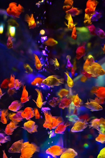 Яркие рыбы
