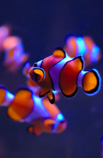 Рыба-клоун
