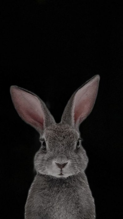 Морда кролика