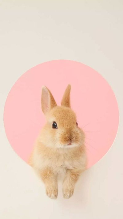 Кролик Минимализм