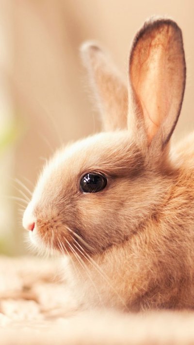 Красивый зайчик