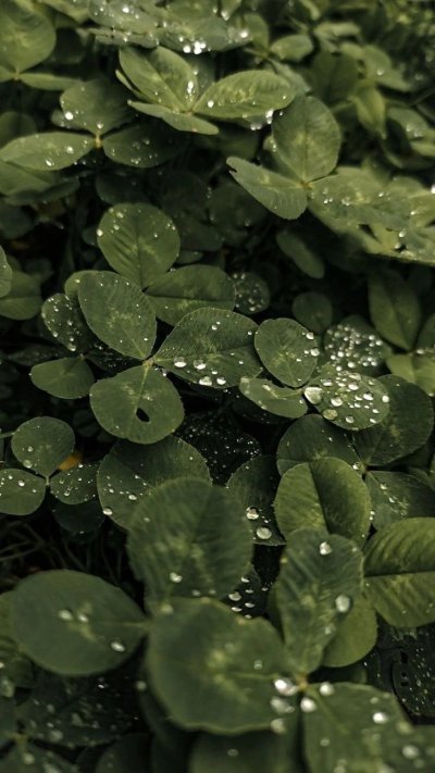 Четырехлистный Клевер и роса