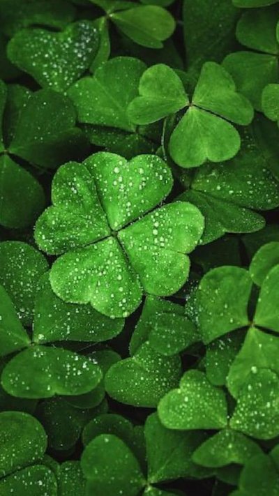 Зеленый Клевер четырехлистный