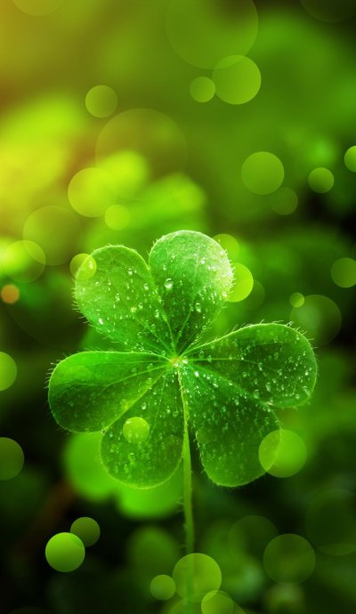 Зеленый Клевер четырехлистный