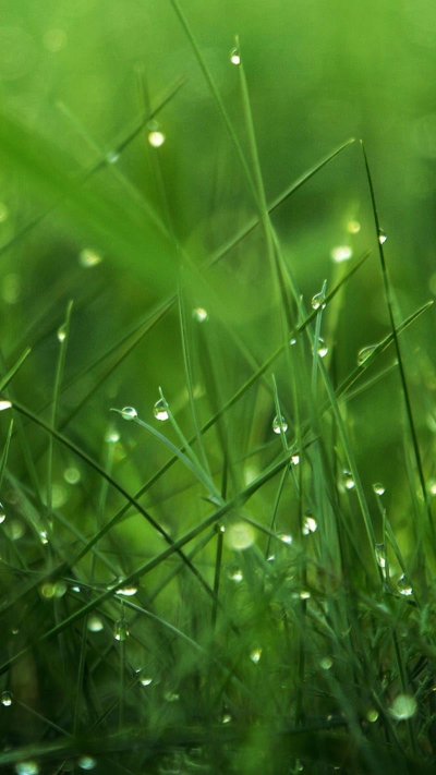 Роса на траве