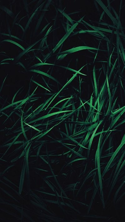 Темная зелень