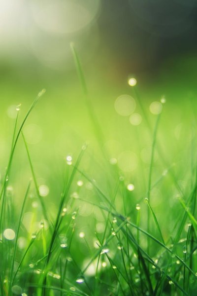 Красивый зеленый