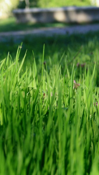 Майская зелень