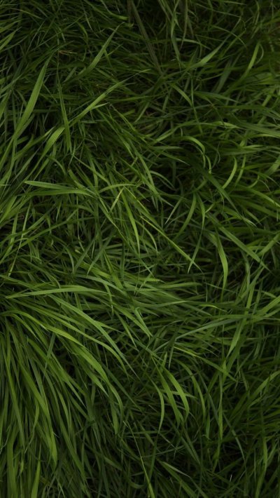 Зелёные растения