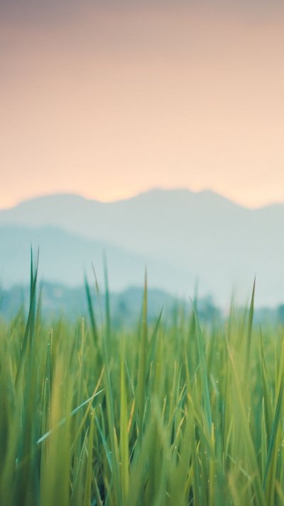 Природа трава