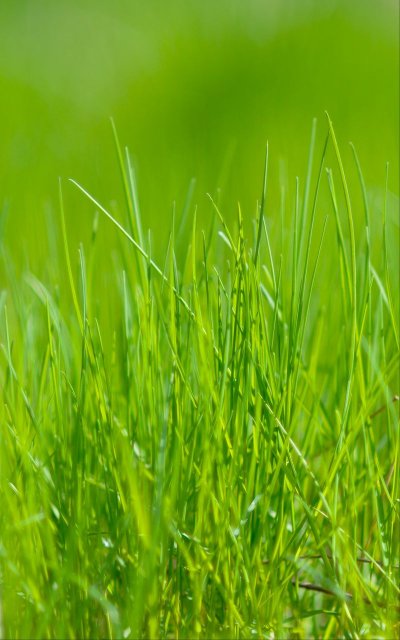 Трава картинка