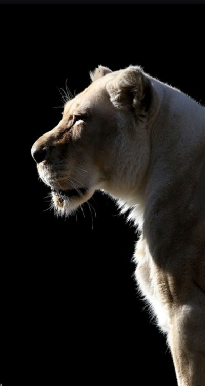 Одинокая львица