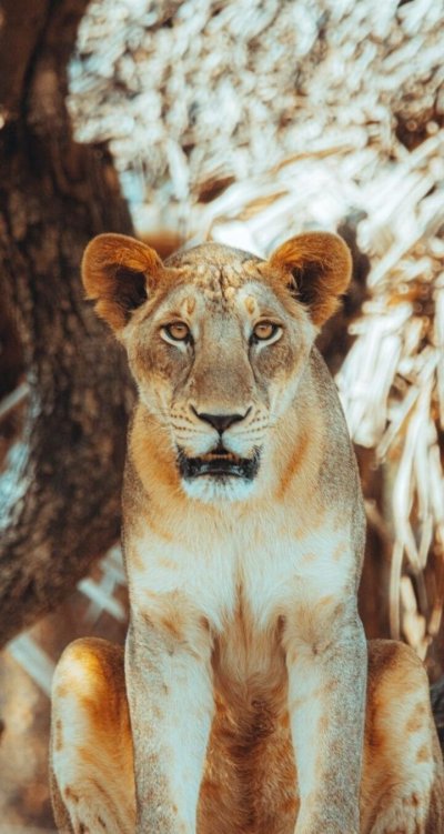 Взгляд львицы