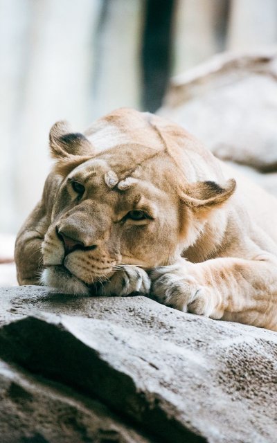 Обои на телефон Лев