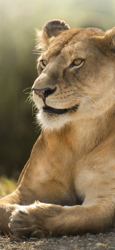 Львы в саванне