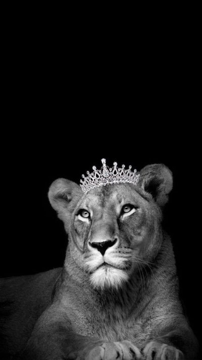 Львица картинки на аватарку