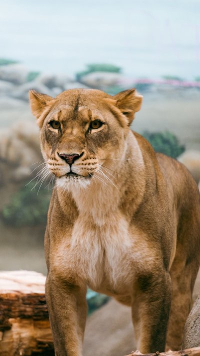 Львица в дикой природе