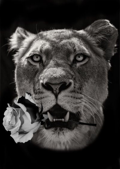 Львица черно белая