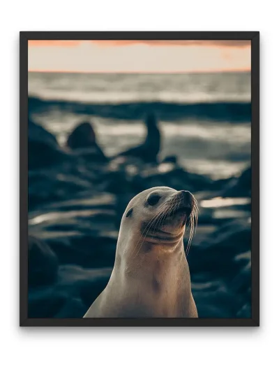 Морской котик