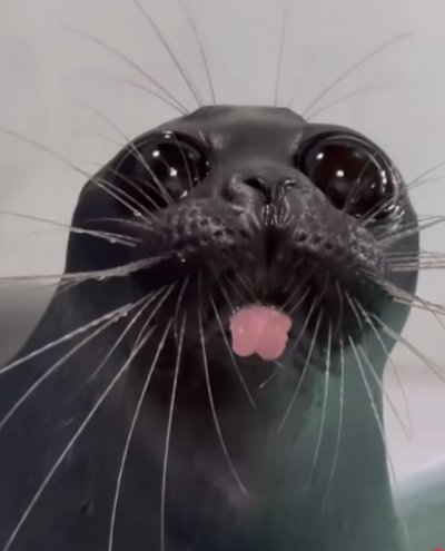 Silly Seal