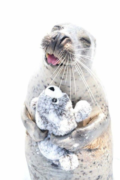 Морской котик тюлень Нерпа